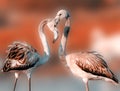 two flamingos making a heart with their necks while on the beach Royalty Free Stock Photo