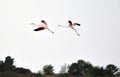 two flamingos, Phoenicopterus roseus in flight, Greater flamingo Royalty Free Stock Photo