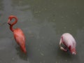 Two flamingos stand in the water