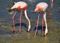 Two flamingos with red redish feathers standing in muddy lake