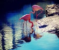 Two flamingos at the river bank