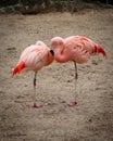 Two flamingos standing near each other
