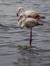 Two flamingos taking a break