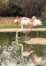 Two Flamingos Royalty Free Stock Photo