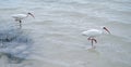 Two flamingos walking in water