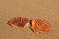 Two flat sea shells on the sand