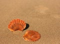 Two flat sea shells on the sand