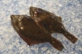 Two flatfishes Royalty Free Stock Photo