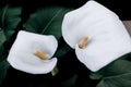 Two flawless white Calla lilies flowers, Zantedeschia aethiopica, with a bright yellow spadix in the centre of each flower. The Royalty Free Stock Photo