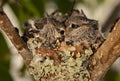 Two fledgling baby hummingbirds in a nest looking at camera