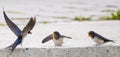 Two fledgling swallows with open beaks and flapping wings are eagerly waiting for their mother swallow to bring them food. Royalty Free Stock Photo