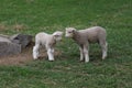 Two Fleecy Little Lambs in a Pasture in Spring