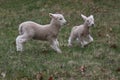 Two Fleecy Little Lambs Playing in a Pasture in Spring