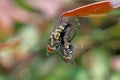 Two flies making love on plant in the wild Royalty Free Stock Photo