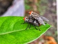 two flies are mating on a green leaf Royalty Free Stock Photo