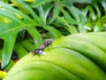 two flies perched on a green leaf Royalty Free Stock Photo