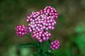 Two flies on top of Common yarrow or Achillea millefolium perennial flowering plant with bunch of small violet open blooming