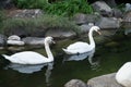 Two floating swans. Beauty romance bird. Outdoor