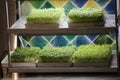 Two floor shelves with small bright green micro green edible sprouts grown indoors under a white light lamp