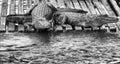 Two Florida Alligators Sunning On Dock