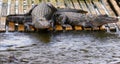 Two Florida Alligators Sunning On Dock