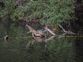 Rippled Reflections of Two Turtles on Branches Royalty Free Stock Photo