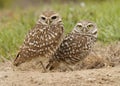 Two Florida Burrowing Owls Athene cunicularia floridana