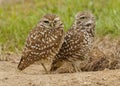 Two Florida Burrowing Owls Athene cunicularia floridana Royalty Free Stock Photo