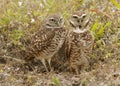 Two Florida Burrowing Owls Athene cunicularia floridana Royalty Free Stock Photo