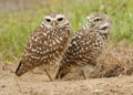 Two Florida Burrowing Owls Athene cunicularia floridana Royalty Free Stock Photo