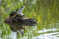 Two Florida cooter turtles a.k.a. coastal plain cooters Pseudemys concinna floridana on a log in a green lake - Davie, Florida Royalty Free Stock Photo