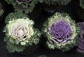 Two flower cabbage