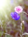 Two flower cornflower backlit