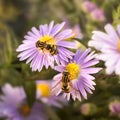 Two flower fly drinking nectar from the purple flower. Royalty Free Stock Photo