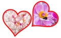 Two flower hearts silhouettes for the Valentine's day Royalty Free Stock Photo