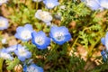 Two flower purple and white Nemophila spring flower in hitachi s