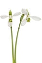 Two flower of snowdrop isolated on white background