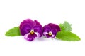 Two flower viola