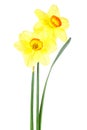 Two flower of yellow Daffodil narcissus isolated on white background Royalty Free Stock Photo