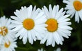 Two flowering daisies. White flowers Royalty Free Stock Photo