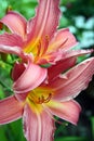 Two flowering pink day lillys Royalty Free Stock Photo