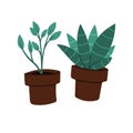 Two flowerpots. Indoor shade houseplants flat cartoon style. Hand drawn vector illustration.