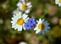 Two flowers of alkanna tinctoria among the daisies