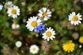 Two flowers of alkanna tinctoria among the daisies Royalty Free Stock Photo