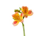 Two flowers of Alstroemeria Royalty Free Stock Photo