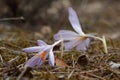 Two flowers of Autumn Crocus crocus speciosus touching the ground of the Sierra de Mariola natural park Royalty Free Stock Photo