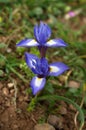 Two flowers of Barbary nut plant - Gynandriris sisyrinchium Royalty Free Stock Photo