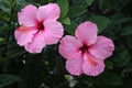 Two flowers of a beautiful pink hibiscus. Royalty Free Stock Photo