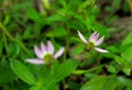 Chinese lobelia, creeping lobelia, lobelia chinensis