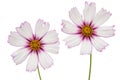 Two flowers of cosmos, kosmeya flowers, isolated on white background Royalty Free Stock Photo